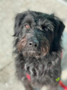 Mimi, unser Haushund